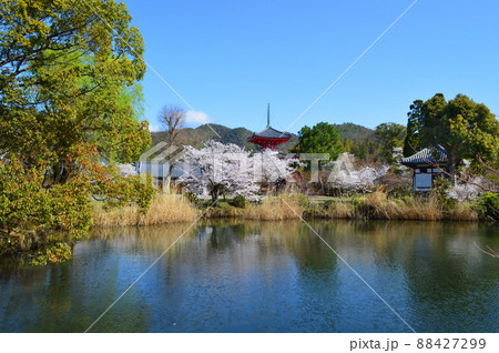 春の京都市大覚寺大沢池が幻想的で美しい 春の京都市大覚寺大沢池が幻想的で美しい 88427299
