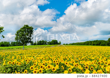 北海道 北竜町ひまわりの里 ~満開のひまわり畑~ 北海道 北竜町ひまわりの里 ~満開のひまわり畑~ 88427400