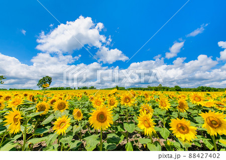 北海道　北竜町ひまわりの里　～満開のひまわり畑～ 88427402