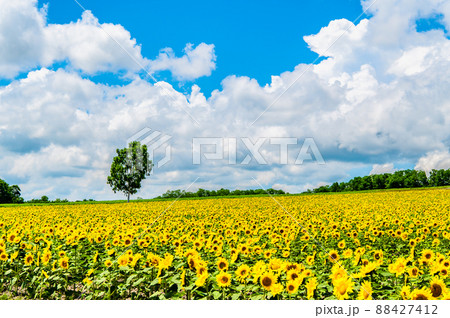 北海道　北竜町ひまわりの里　～満開のひまわり畑～ 88427412