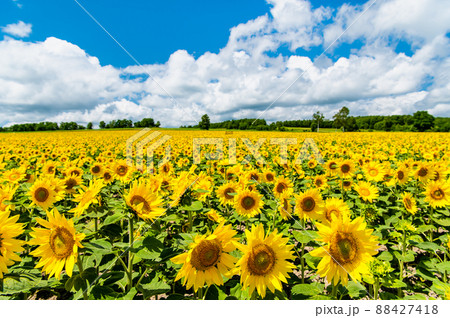北海道　北竜町ひまわりの里　～満開のひまわり畑～ 88427418