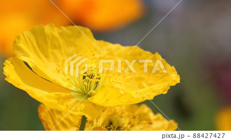黄色いポピーの花 88427427