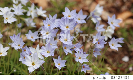 ハナニラの花 ハナニラの花 88427432