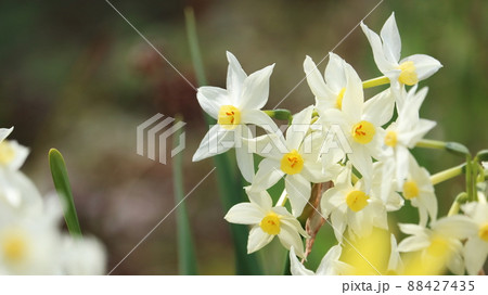 水仙の花 水仙の花 88427435