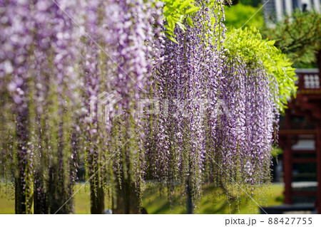 藤の花 88427755