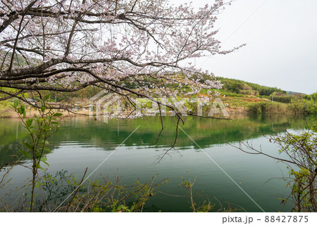 春の花さくらの咲く風景 春の花さくらの咲く風景 88427875