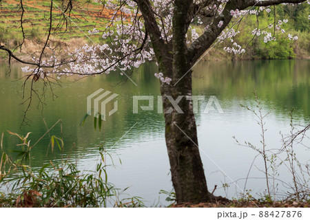 春の花さくらの咲く風景 春の花さくらの咲く風景 88427876