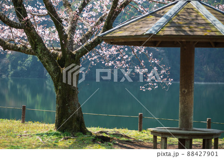 春の花さくらの咲く風景 春の花さくらの咲く風景 88427901