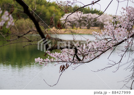 春の花さくらの咲く風景 88427999