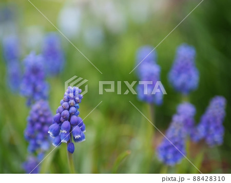 春の野に咲くムスカリ達 春の野に咲くムスカリ達 88428310