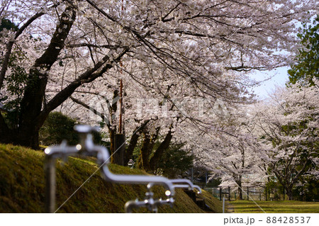 校庭の満開の桜と水道【三重県熊野市神川町】 88428537