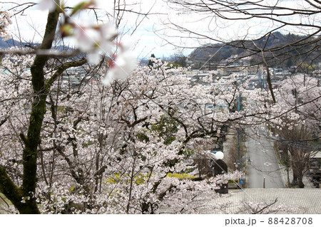 桜咲く嘉多山公園 桜咲く嘉多山公園 88428708