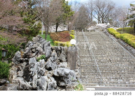 桜咲く嘉多山公園 桜咲く嘉多山公園 88428716