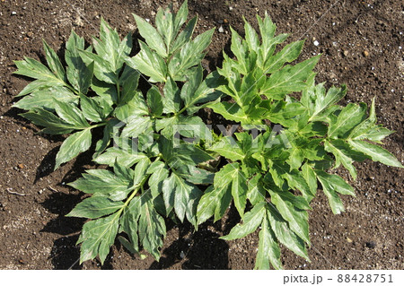 明日葉の栽培 88428751