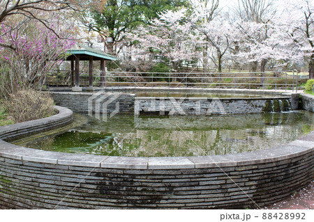 桜咲く佐野市城山公園 88428992