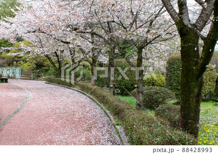 桜咲く佐野市城山公園 桜咲く佐野市城山公園 88428993