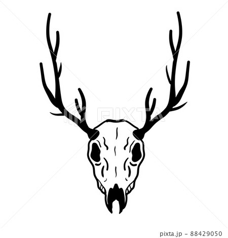 Skull of deer. Hunting trophy with horns. 88429050