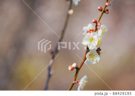 羽根木公園の梅 羽根木公園の梅 88429195