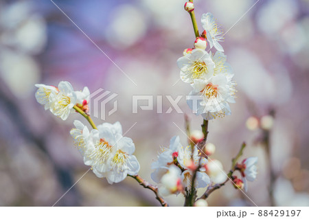 羽根木公園の梅 88429197