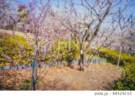 羽根木公園の梅 88429210