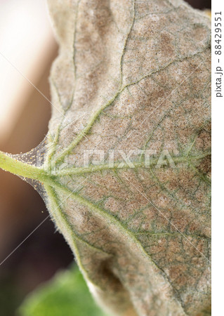 cobwebs and spider mites on yellow infected leaves of cucumber cobwebs and spider mites on yellow infected leaves of cucumber 88429551