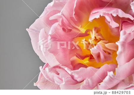 Peony-shaped tulips photo in a bouquet. Macro photo of flowers. Spring and holiday concept, gifts for March 8 international women's day. Front view. 88429703