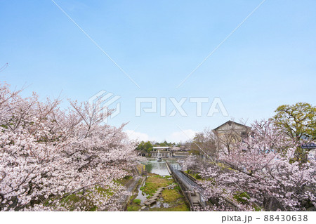 京都市 蹴上インクライン 満開の桜 京都市 蹴上インクライン 満開の桜 88430638
