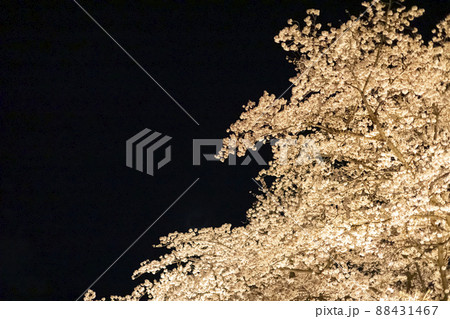 夜空に浮かび上がる夜桜 夜空に浮かび上がる夜桜 88431467