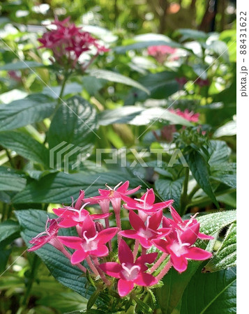鮮やかな濃いピンクのペンタスの花 鮮やかな濃いピンクのペンタスの花 88431622