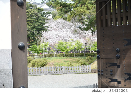 小田原城址公園と桜 88432008