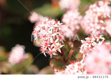 花が咲いた縁紅弁慶（フチベニベンケイ） or カネノナルキ 88432179