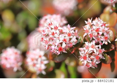 花が咲いた縁紅弁慶（フチベニベンケイ） or カネノナルキ 88432181