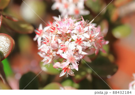 花が咲いた縁紅弁慶(フチベニベンケイ) or カネノナルキ 花が咲いた縁紅弁慶(フチベニベンケイ) or カネノナルキ 88432184