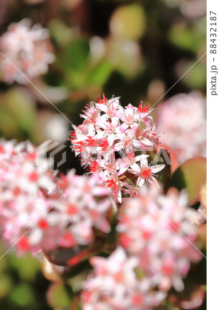 花が咲いた縁紅弁慶（フチベニベンケイ） or カネノナルキ 88432187