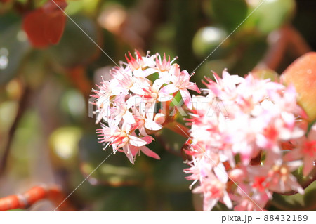 花が咲いた縁紅弁慶(フチベニベンケイ) or カネノナルキ 花が咲いた縁紅弁慶(フチベニベンケイ) or カネノナルキ 88432189