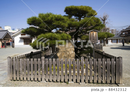 義経鎧掛け松 88432312