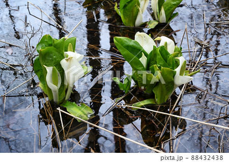 早春の水芭蕉 88432438