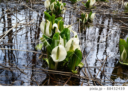 早春の水芭蕉 88432439