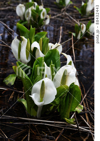 早春の水芭蕉 88432443