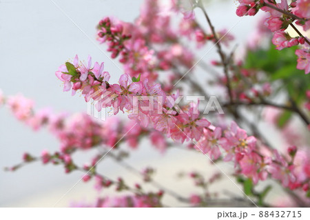 満開の庭梅（ニワウメ）　 88432715