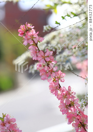 満開の庭梅(ニワウメ)と雪柳(ユキヤナギ) 満開の庭梅(ニワウメ)と雪柳(ユキヤナギ) 88432775