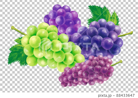 葡萄葡萄04 葡萄葡萄04 88433647
