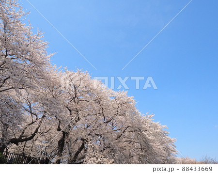 桜の絶景 桜の絶景 88433669