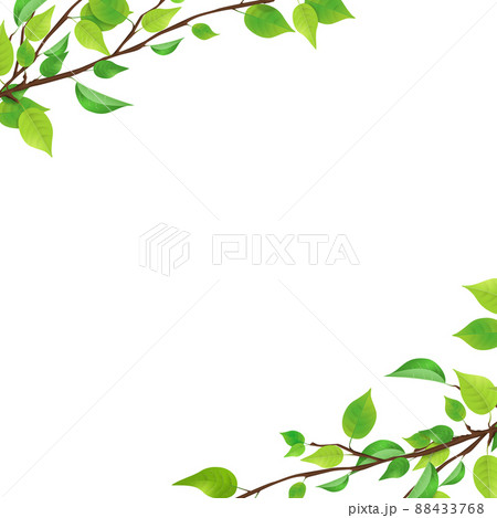 新緑　枝　葉っぱ　(PNG、透過、正方形) 88433768