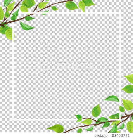 新鮮綠枝葉（PNG，透明，方形） 88433771