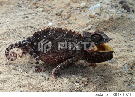 Hunting Chameleon, Namibia 88433973