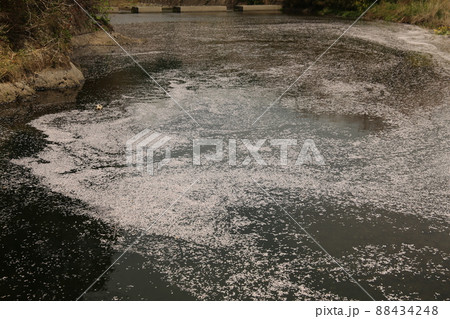 河川敷の花筏 88434248