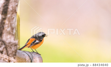 木に留まるジョウビタキのオス（春） 88434640