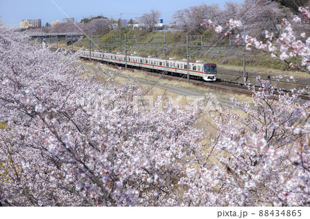 北総線白井駅周辺に咲く桜並木 北総線白井駅周辺に咲く桜並木 88434865