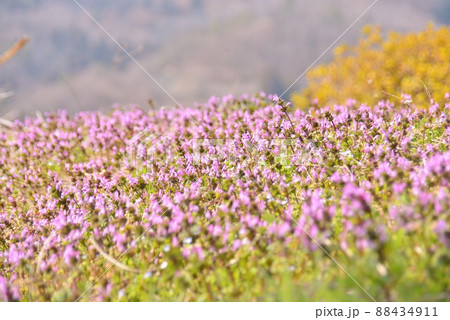 畑を埋め尽くす赤紫色の花 畑を埋め尽くす赤紫色の花 88434911